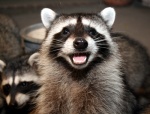 Animal fun 2