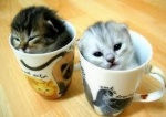 Images1