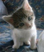 User330662 pic163023 1223821837